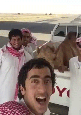 That camel D - Imgur
