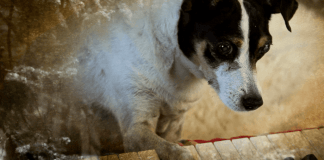 Heart of a Dog, par Laurie Anderson